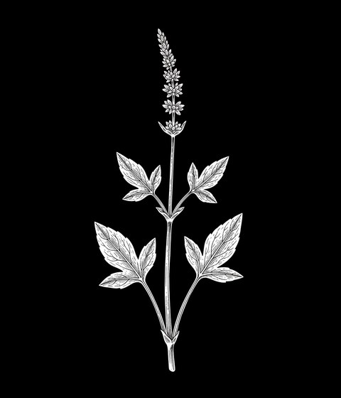 Common sorrel