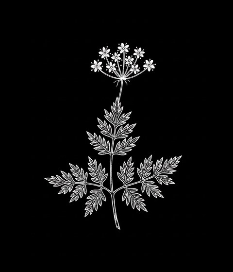 Sweet cicely