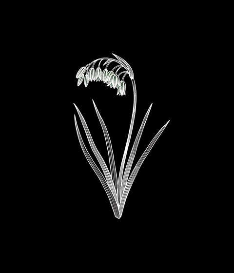 Three-cornered leek
