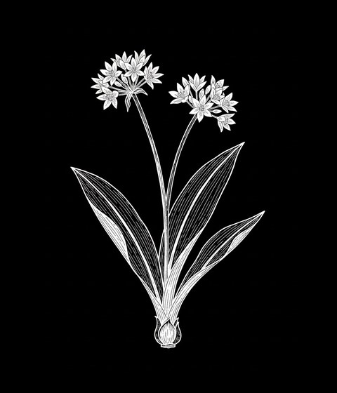 Wild garlic