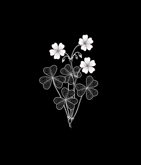Wood sorrel