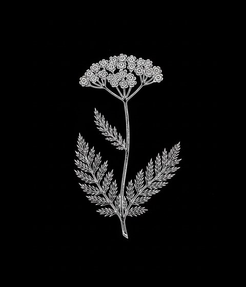 Yarrow