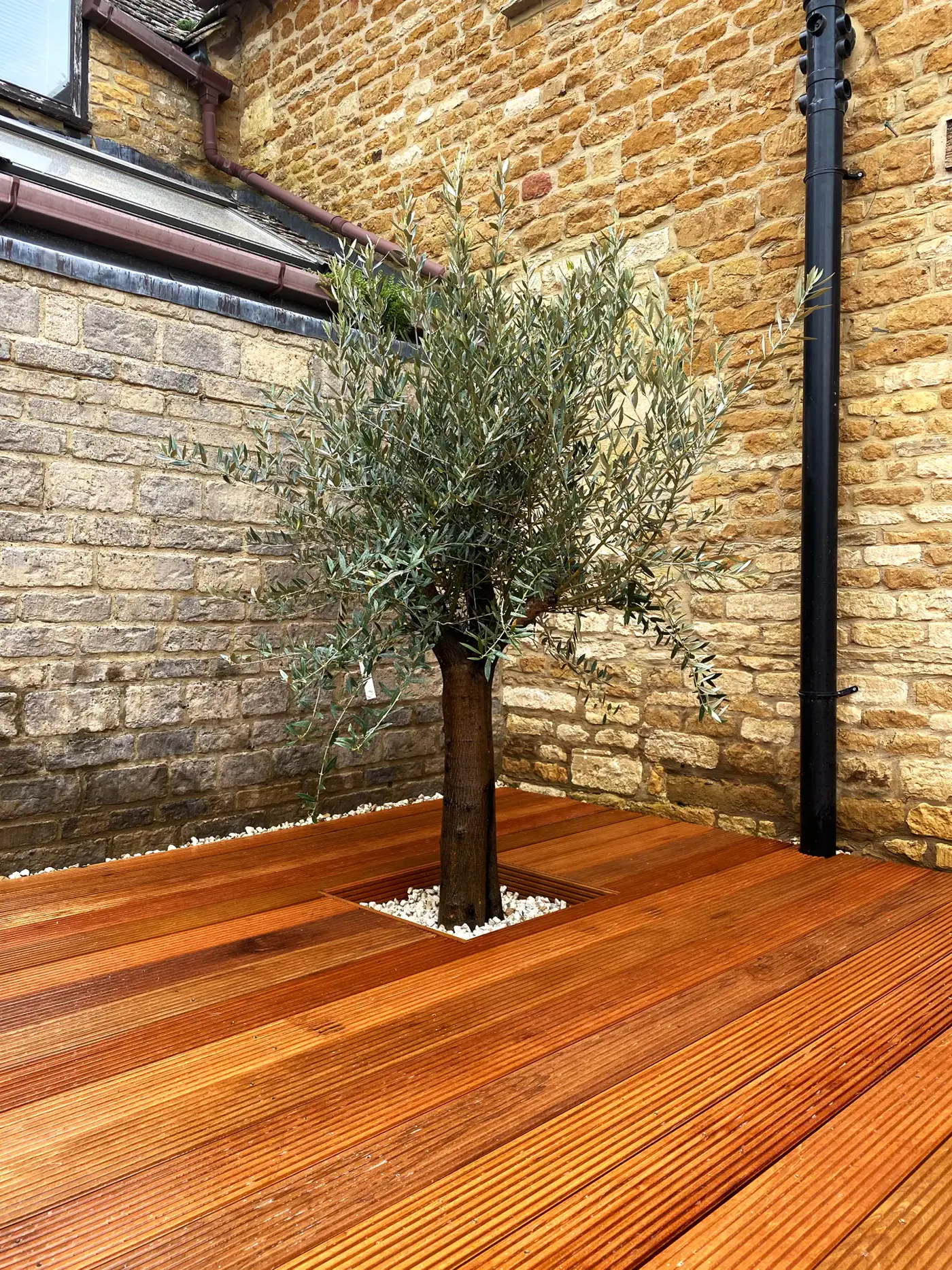 Hardwood deck with a planted olive tree against a stone wall